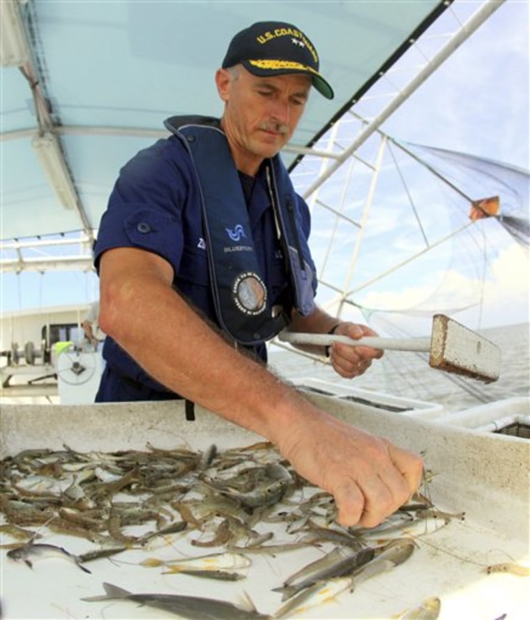 In this photo provided by P.J. Hahn, U.S. Coast Guard Admiral Paul Zukunft inspects shrimp while on a boat in the Gulf of Mexico Saturday, Aug. 14, 2010. Plaquemines Parish government on Saturday received special permission from Louisiana Wildlife and Fisheries to troll for shrimp and inspect the catch. (AP Photo/P.J. Hahn) NO SALES